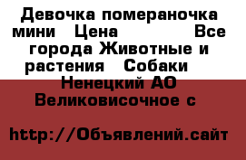 Девочка помераночка мини › Цена ­ 50 000 - Все города Животные и растения » Собаки   . Ненецкий АО,Великовисочное с.